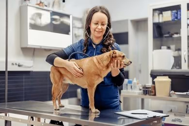 Complete Cat & Dog Care Training – Pet First Aid, Cpr And Pet Business Certificate Online Diploma