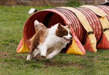 Dog Agility & Obstacle Training