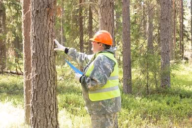 Forestry And Forest Surveying