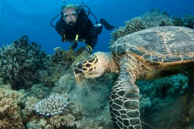 Marine Biology Course – Online Diploma