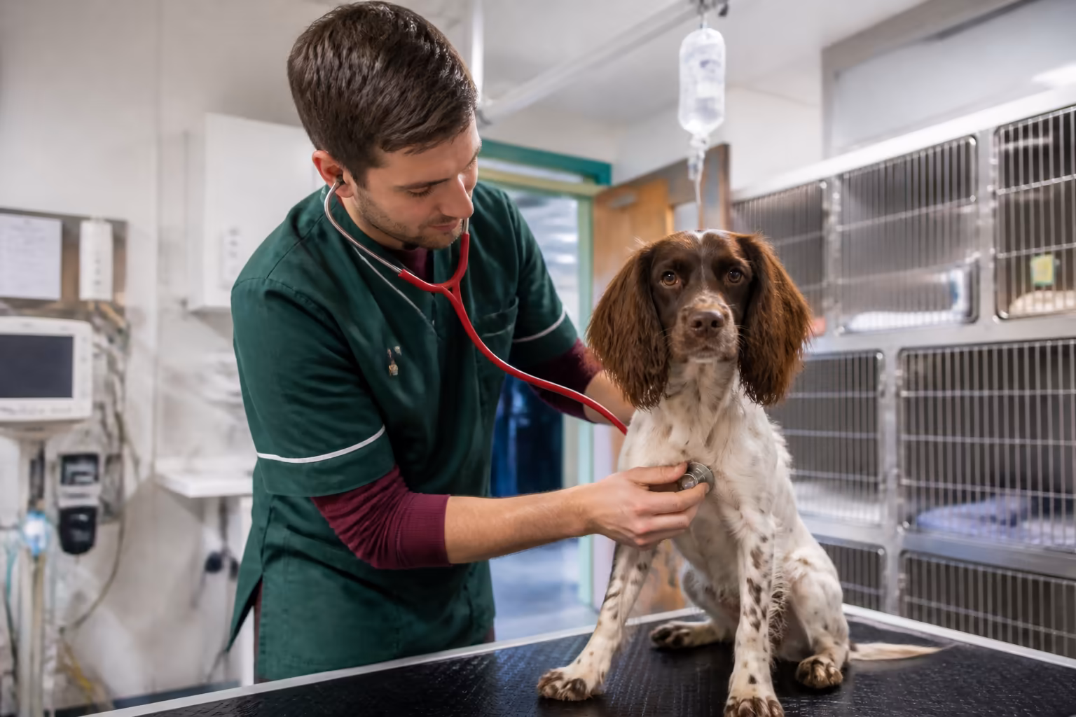 Diploma in Veterinary Nursing-89813