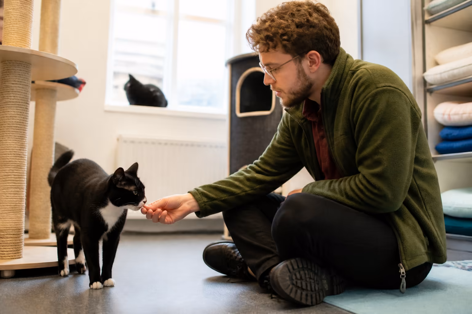 Feline Behaviour and Psychology Diploma-92915 Feline Behaviour and Psychology Diploma-92915